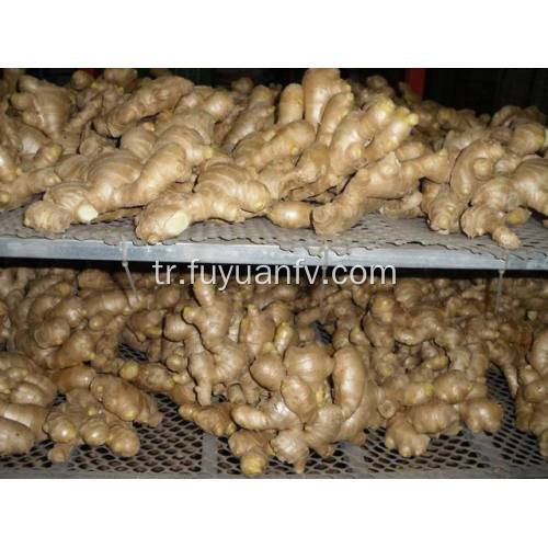 Kurutulmuş Ginger Ginger dünyaya.